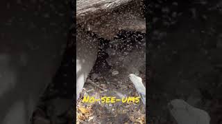 NoSeeUms swarm 😵‍💫😱 [upl. by Trumann973]