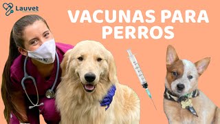 VACUNAS PARA PERROS CACHORROS Y ADULTOS  Lauvet [upl. by Papke]