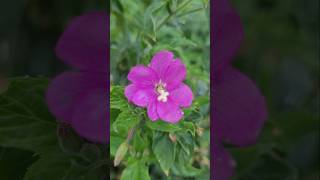 Zottiges Weidenröschen Epilobium hirsutum flowers [upl. by Ahsirt674]