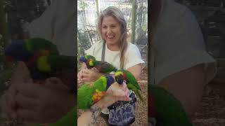 Lorikeets at Parrot Mountain [upl. by Jauch]