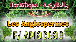 15 Les Angiospermes F Apiaceae  Floristique بالدارجة Svi s4 [upl. by Holds]