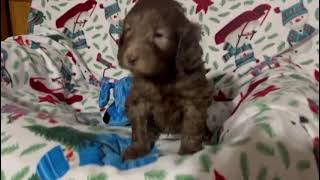 Dirks Australian Cobberdog puppy 1 month old [upl. by Thilda]