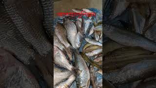 আল্লাহর প্রতি নিরাশ হবেন না। islamicwaz fish bassera fishing boalfish motivation viralshort [upl. by Ameehsat779]