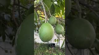 White Sapote tree is so productive [upl. by Ayotan]