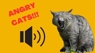 Angry Cats with Sound Effects  Angry and Grumpy Cat Sounds and Noises Hissing Fighting Cats [upl. by Sesiom40]