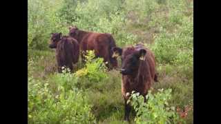 Økologisk Galloway kvæg fra Læsø [upl. by Niwdla]