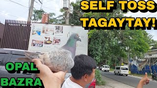 SELF TOSS OR MIDTOSS GAANO BA KAIMPORTANTE DAMI NA TAYONG BAGONG YOUNGBIRDS [upl. by Akived]