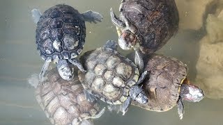 Red Ear Slider Turtles [upl. by Jaban]