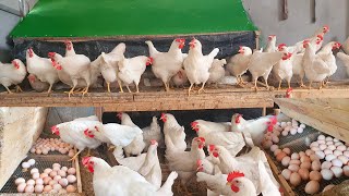 FULL VIDEO 180 Days Raise Chicken For Eggs  Chicken Farm  Poultry Farming [upl. by Kimmy]