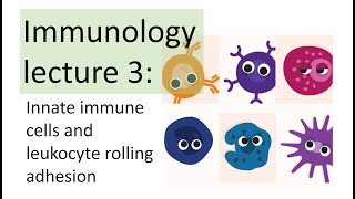 Immunology Lecture 3  Innate immune cells  Leukocyte rolling adhesion [upl. by Mechling384]