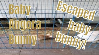 WATCH OUT Escaped baby bunny rabbit babyanimals angora bunny cute homestead farming funny [upl. by Chien]