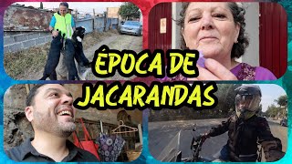 Época de Jacarandas en México  Rescatando al soldado Tencho [upl. by Horne]