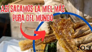 ASÍ se extrae MIEL en PANAL✅ quotLa miel más NATURAL del mundoquot [upl. by Nordna193]