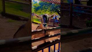 ALPINE GOATS 🐐 amp GOATLINGS goats pets shorts [upl. by Adnilab]