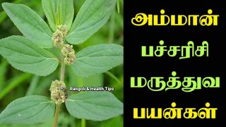 Amman pacharisi benefits in Tamilஅம்மான் பச்சரிசி பயன்கள்rangoliandcraftinfo3422 [upl. by Shawna]