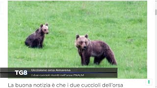 Uccisione orsa Amarena  I due cuccioli riuniti nell’area Pnalm [upl. by Oiratnom]