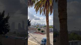 Downtown Los Angeles skyline And palm trees shorts losangeles [upl. by Nayr545]