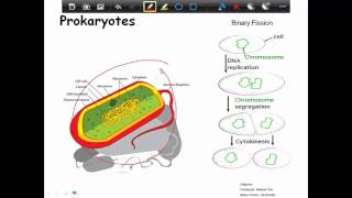 Prokaryotic Cells 1 [upl. by Suriaj]