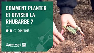 TUTO Comment planter et diviser la rhubarbe  – Jardinerie Gamm vert [upl. by Bergquist]