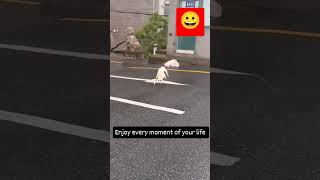 Dog 🐕🐕 dance funny comedyfunnydance [upl. by Sophi]