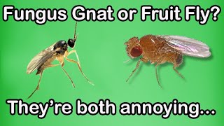 Which is it Fungus Gnat or Fruit Fly [upl. by Till182]