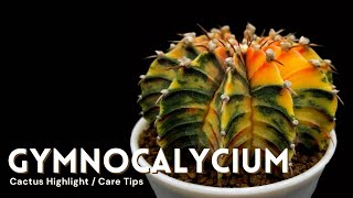 Gymnocalycium Cactus Care and Collection Tour [upl. by Selfridge260]