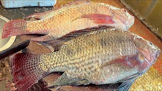 Fastest Big Tilapia Fish Cutting Skills In Fish Market  Fish Cutting Skills  FishCuttingMarket [upl. by Johppa247]