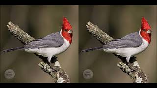 CARDENAL COPETE ROJO  Paroaria coronata  Sonido canto Fotografía 3d estereoscópica Paralela [upl. by Eimar]