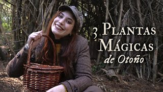 3 PLANTAS MÁGICAS CERCANAS con las que conectar a finales de OTOÑO [upl. by Adena]