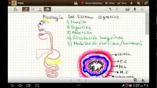 parte 1 Fisiologia del sistema digestivo [upl. by Ravid]