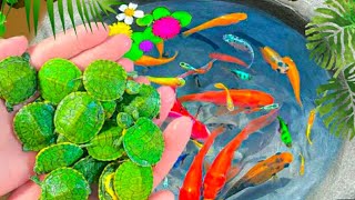 Catch Nests Of Catfish In Eggs Koi Guppy Fish Betta fish Neon Fish Zebra Fish  Video Fishing [upl. by Oralee937]