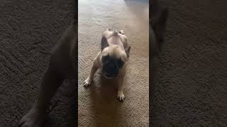 Funniest Dog Videos Of The Day [upl. by Boff794]