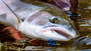 quotSwinging for steelheadquot  Fly Fishing for coastal Steelhead by Todd Moen [upl. by Nowell515]