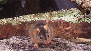 Antechinus Closeup [upl. by Manfred205]