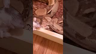 Reptile Room Tour 🐍 🐍 🐍 [upl. by Gnouc41]