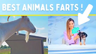 Funny Animals That Fart With Impunity Even on a TV set… [upl. by Imij399]