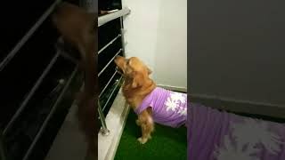 🌜Chaand🌛🌚trending viral shorts goldenretreiver max dogs pets thelifeofmax01 [upl. by Idissac]