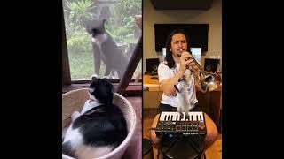 Making Music with a Cat  Awesome TheKiffness [upl. by Monte]