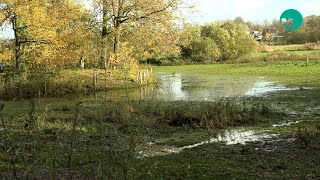 Verhoogde waterstand in de regio [upl. by Bish]