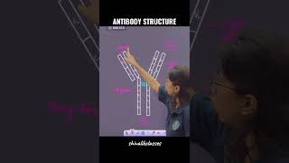 Antibody structure explained in 60 sec✅️ shorts biology neet2025 neet learneasy youtube [upl. by Anihsat]