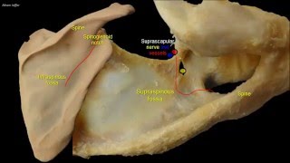 Osteology of the scapula [upl. by Radnaskela]