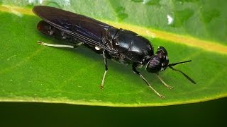 Black Soldier Fly Production Part 1 Introduction [upl. by Canning]