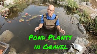 Pond Plants  Can amp Will my plants grow in gravel [upl. by Aicek]