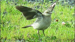 Northern Mockingbird  Song and behavior [upl. by Pip226]