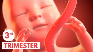 Third Trimester  3D Animated Pregnancy Guide [upl. by Kary]