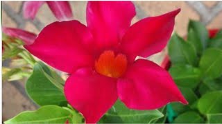 Mandevilla plant care tipsHow to grow Mandevilla vineRepotting Mandevilla [upl. by Manya]