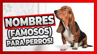 🔴 NOMBRES FAMOSOS Para PERROS  Perros Famosos del Cine [upl. by Vasquez]