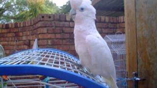 Ellie the Ducorps cockatoo NOT a Tanimbar Corella my ignorance [upl. by Nason]