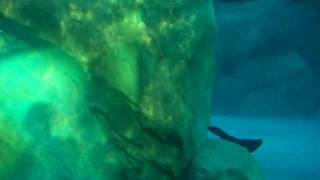 COMMERSONS DOLPHINS AT SEAWORLD AQUATICA WATER PARK ORLANDO FLORIDA [upl. by Enavi736]