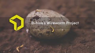 Wireworm Project from Bhive [upl. by Bertero481]